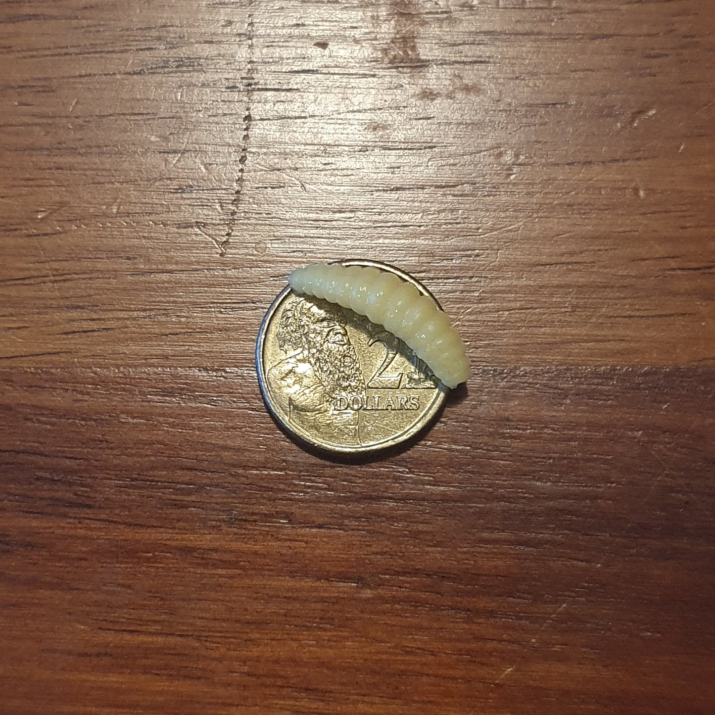 Soft Plastic Maggot Size