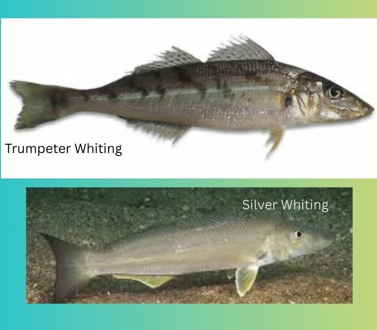 Winter Whiting Guide: Silver Whiting Baits, Rigs & Bag Limits